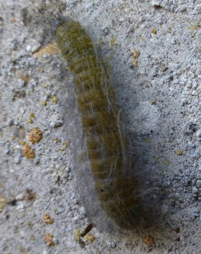 Acronicta leporina